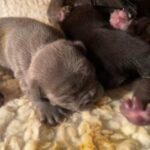 French Bulldogs ( Experienced Breeder) in North Warwickshire