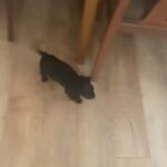 Cocker Spaniel Puppy in East Dorset