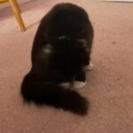 10 Month Female Cat Needs Loving Home in Basildon