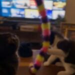 Persian X Bombay Kittens in Doncaster