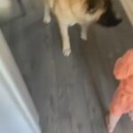 American Akita in Doncaster