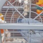 African grey congo in London