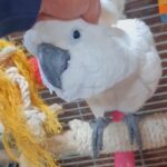 cockatoo umbrella in London