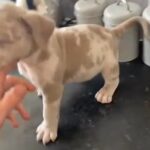 Lilac Merle Pocket Bully Male in Liverpool