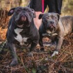 pocket bully puppies in Wolverhampton