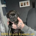 Staffordshire Bullterrier Puppies LAST 3 LEFT in Cardiff