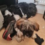 1 year old Shih Tzu Boy in Leicester