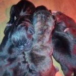 READY CANE CORSO PUPS in Worcester