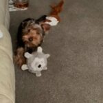 Built Is A Yorkshire Terrier in Wirral