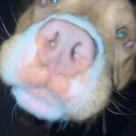9 Month Old Female Pocket Bully in Stockton-on-Tees