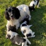 stunning English  springer spaniel  pups in Neath Port Talbot