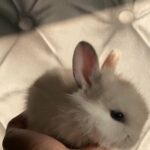 Gorgeous Fluffy Mini Lion Lop Buns Reserve Now in Harrow