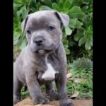 Staff pup in Worthing