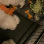 bishon frise in Manchester
