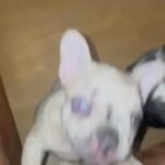 French Bulldog Puppy in Ashfield