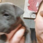 Beautiful Blue Staffordshire Bull Terrier Pups in Swansea