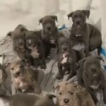 Xl Bully Puppies, 13 Week Old. READY TO LEAVE NOW. in Erewash