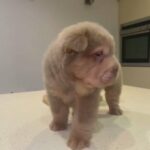 Lilac & Tan Bear Coat Shar Pei in London