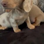 Miniature Dachshunds From Health Clear Parents in London