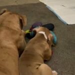 mixed breed bulldog in St Albans