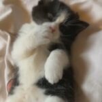 Persian X Bombay Kittens READY 24th FEB in Doncaster