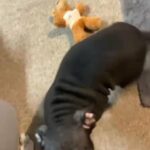 boy pocket bully in Coventry