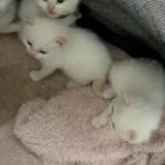 Last 2 Flame Point Ragdoll Boys in Harlow