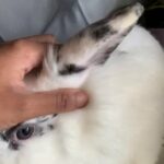 Gorgeous Mini Lion Lop FemAle 6months in Harrow
