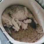 Hypoallergenic 5 Gen. pedigree Siberian Neva Masquerade kittens ?? in Gloucester