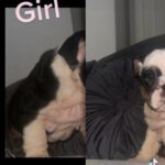 Girl Black And White Bulldog in Sheffield