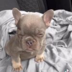 Lilac And Tan Quad Isabella Micro French Bulldog Female in Birmingham
