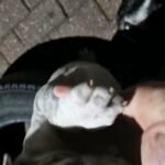 puppy's for sale in Birmingham