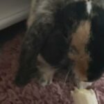 Gorgeous English Lop in Birmingham