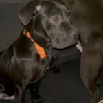 Presa canario puppies in Bradford