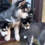 Pure Siberian Husky Puppies in Peterborough