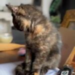 Persian X Lykoi Kittens in Doncaster