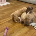 Miniature Labradoodle Puppies in Wiltshire