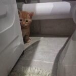 5 beautiful kittens in Peterborough