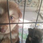 German shepherd puppies in Ashford