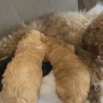 KC Registerd Toy Poodles in London