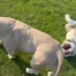 Co Own Female American Bully in Newcastle upon Tyne