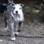 BLUE MERLE TRI CARRIER FEMALE in London