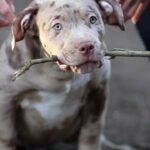 CHOCOLATE MERLE MALE in London