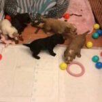 Cocker Spaniel Pups 2 X Small Boys in County Durham