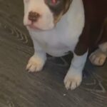 American Pocket Bully Female in Birmingham