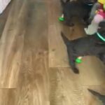 Miniature Labradoodle Puppies in Wiltshire