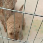 F1b Labradoodle Puppies in Bassetlaw
