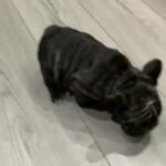 Big Rope French Bulldog Female in Liverpool