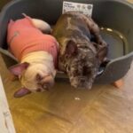 Female Frenchie in Wolverhampton