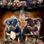 Lilac Tri Female Pocket Bully in London